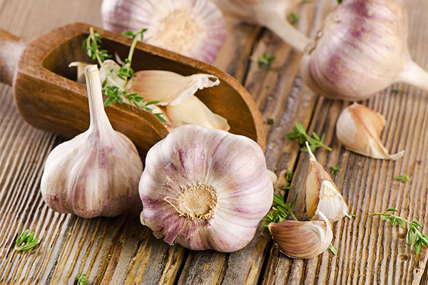 Garlic in Medicine