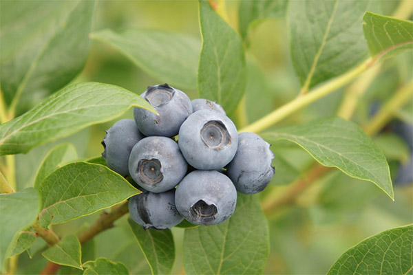 Blueberries in medicine