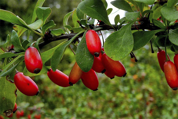 Interesting facts about barberry