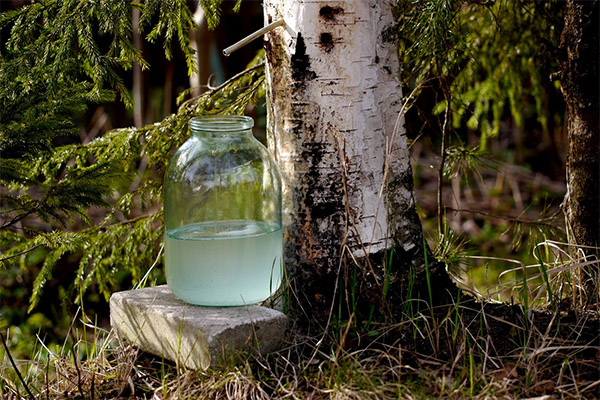 Interesting facts about birch sap