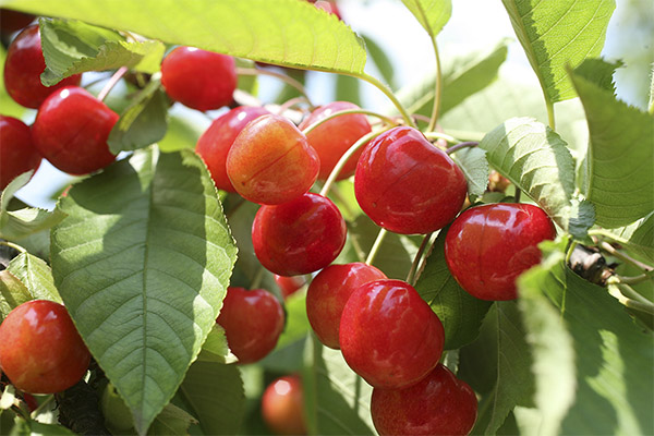 Interesting Facts about Cherry