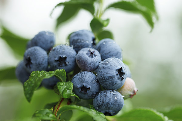 Interesting facts about blueberries