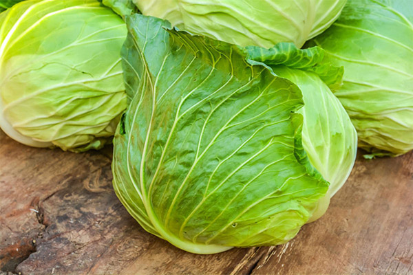 Interesting facts about cabbage