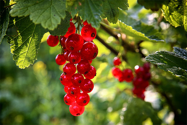 Interesting facts about red currants