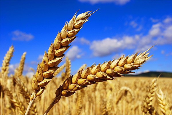 Interesting facts about wheat