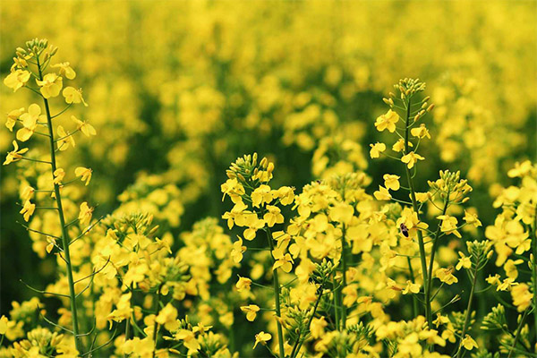Interesting Facts about Rapeseed