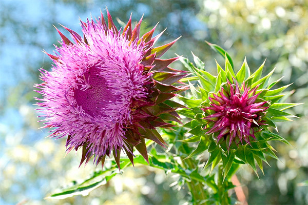 Interesting Facts about Thistle