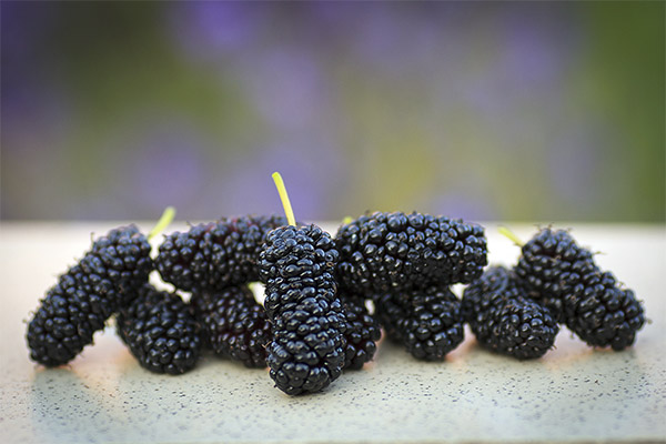 Interesting facts about mulberry