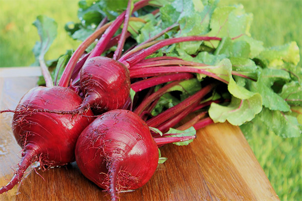 Interesting facts about beets