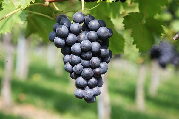 Interesting facts about grapes