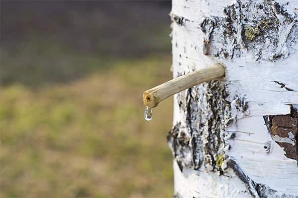 How and when the birch sap is collected