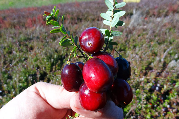 How to Gather and Store Cranberries