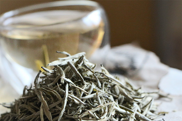 How to choose and store white tea
