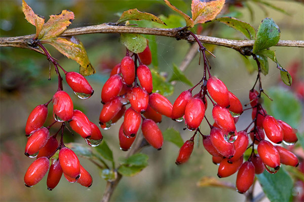 When to harvest and how to store berberis