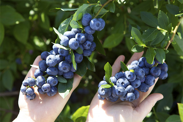When to harvest and how to store blueberries