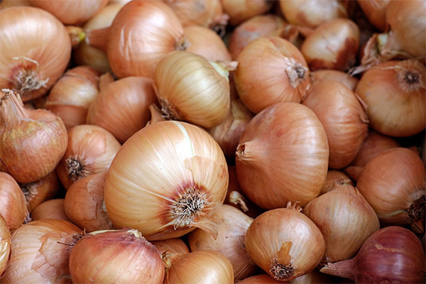 When to harvest and how to store onions