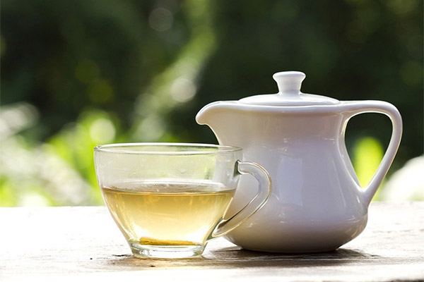 Benefits and harms of white tea