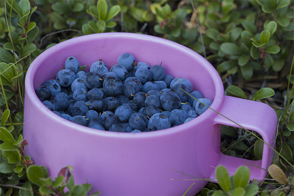 The benefits and harms of blueberries