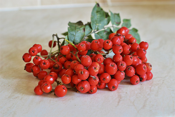 The benefits and harms of red rowan