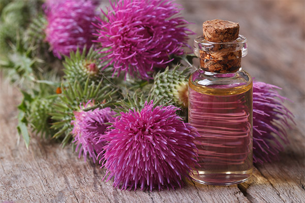 The benefits and harms of oil thistle