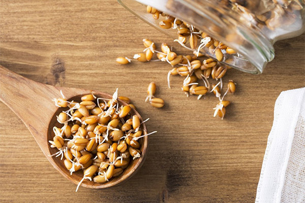 The benefits and harms of sprouted wheat