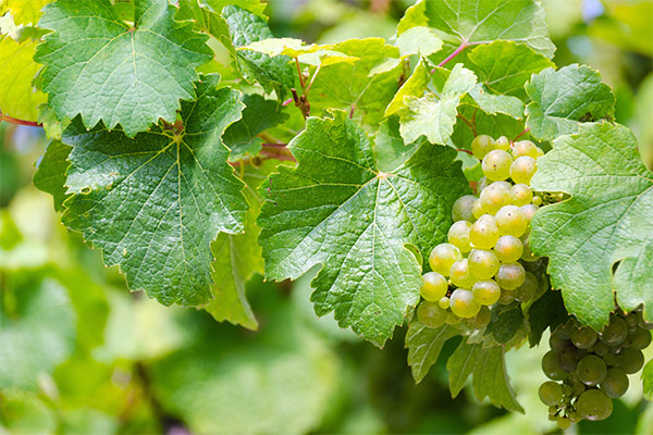 The Leaf Benefits of Grapes