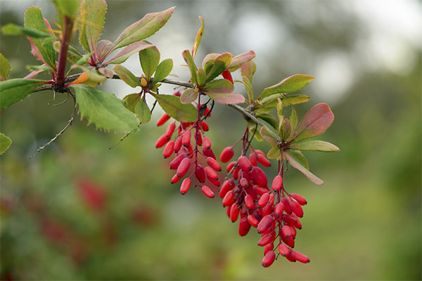 Barberry in traditional medicine