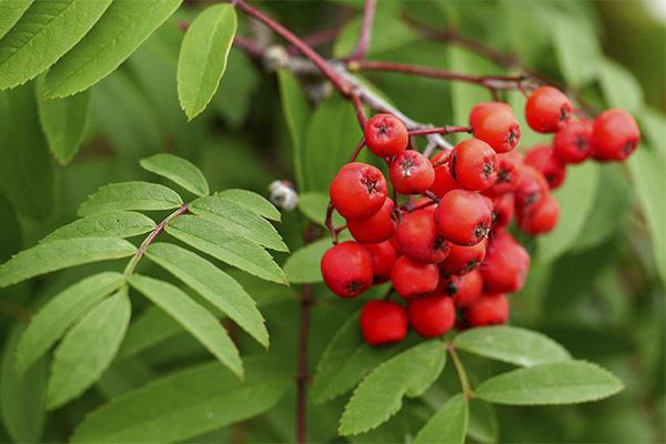 The Use of Red Rowan in Traditional Medicine