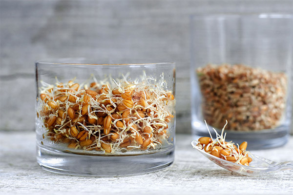 The use of sprouted wheat in cosmetology