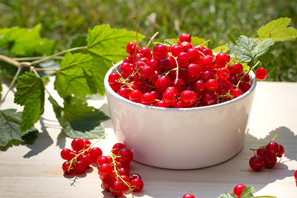Gathering and preserving red currants