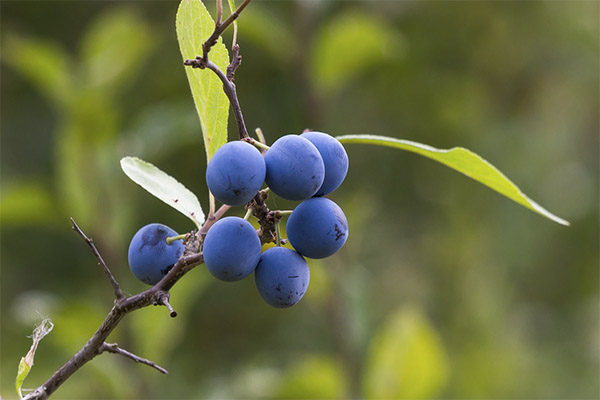 Sloe berries in medicine
