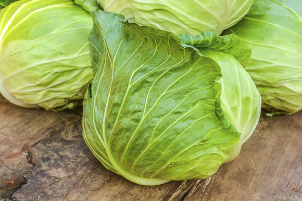 Cabbage in medicine