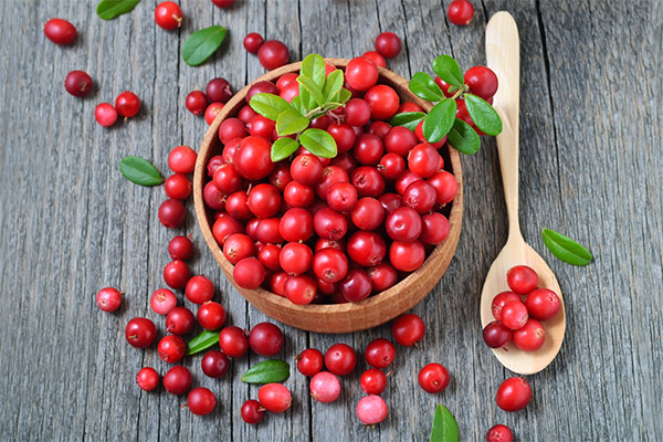 Interesting facts about lingonberry