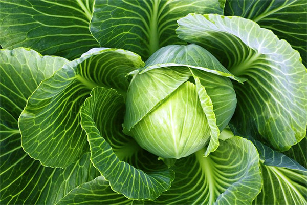 Interesting facts about cabbage