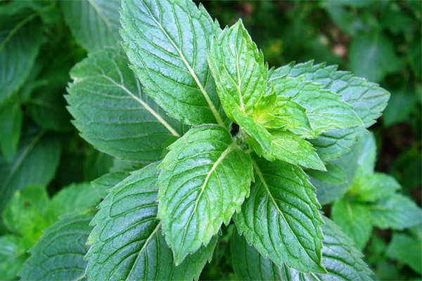 Interesting facts about mint
