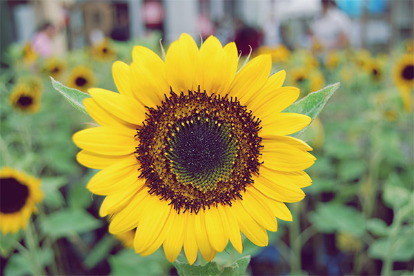 Interesting facts about sunflowers