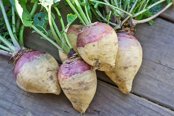 Interesting Facts about Turnips