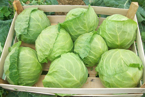 How to choose and store the cabbage