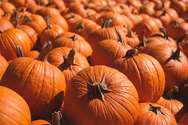 How to choose a pumpkin for jam