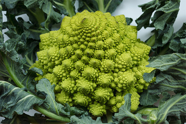 How to grow Romanesco cabbage