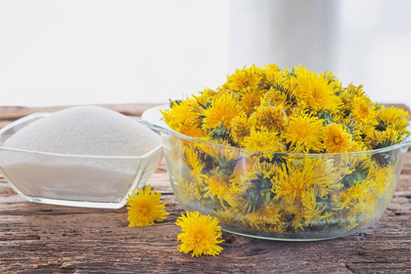 When and how to harvest dandelions for jam