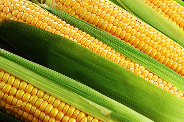 Corn in cosmetology