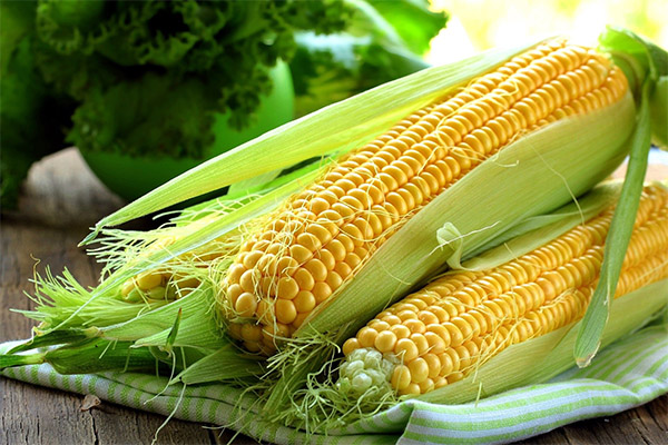 Corn in medicine