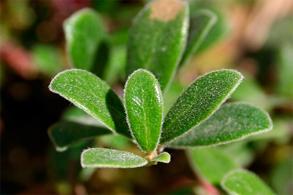 Therapeutic properties of bearberry leaves