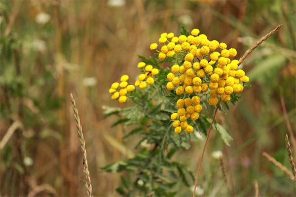 Overdose and contraindications to the use of tansy