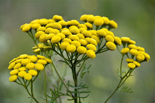 Medical use of tansy