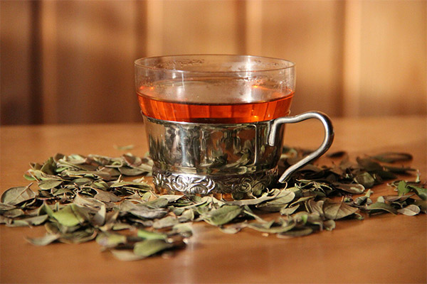The benefits and harms of lingonberry leaf tea