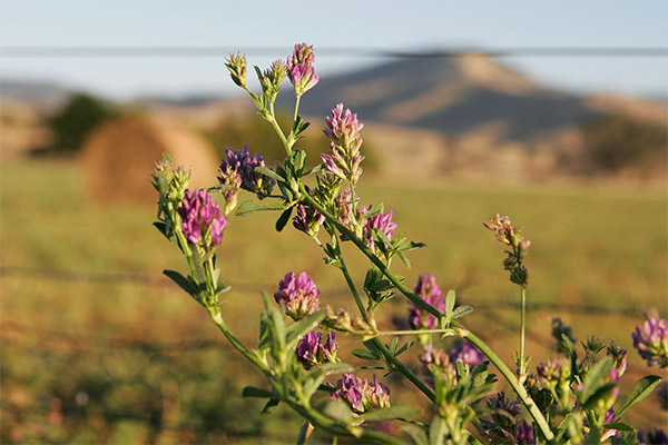 Alfalfa in traditional medicine