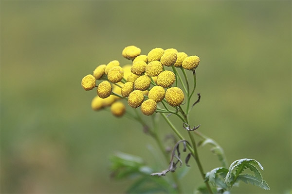 Use of tansy for bed bugs and other insects