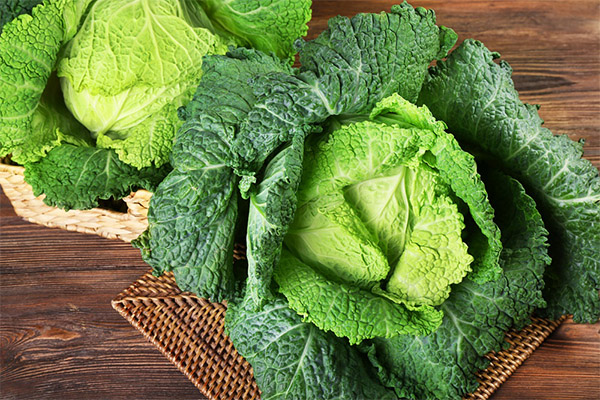 Savoy cabbage uses in cosmetology